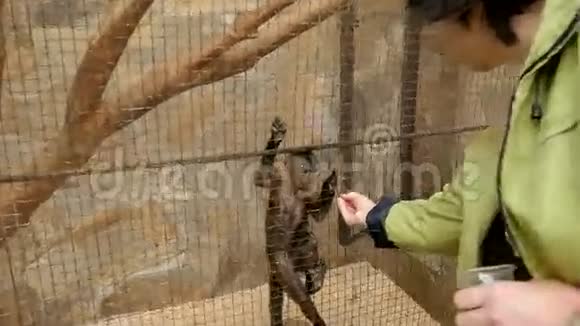 动物园里的小猴子视频的预览图