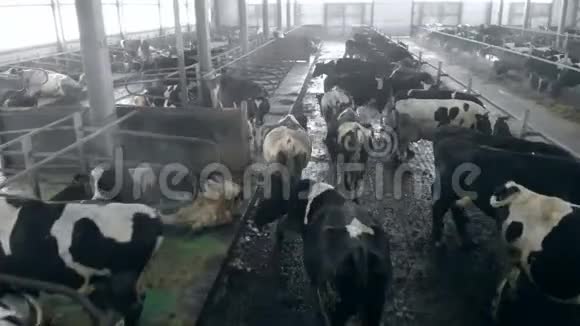 一个牛棚里满是牛关门视频的预览图