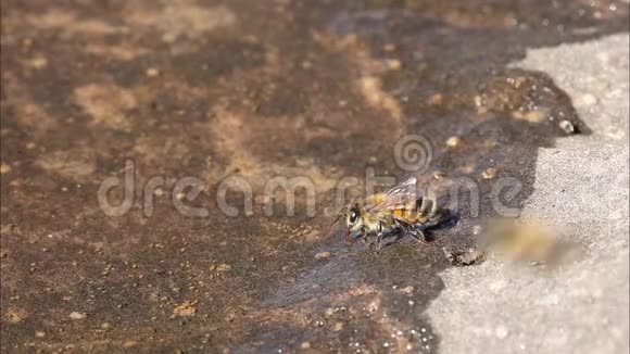 蜜蜂从一个浅水池里喝水里面还有其他小动物比如水蚤水蚤视频的预览图