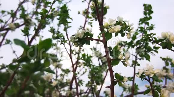 一棵苹果树上盛开着美丽的白花迎风飘舞视频的预览图