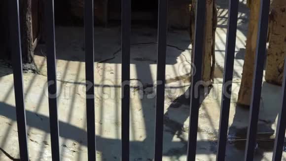动物园里的喜马拉雅棕熊视频的预览图