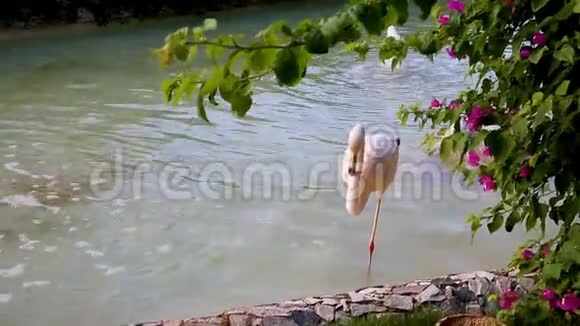 公园池塘里的一只粉红色火烈鸟视频的预览图