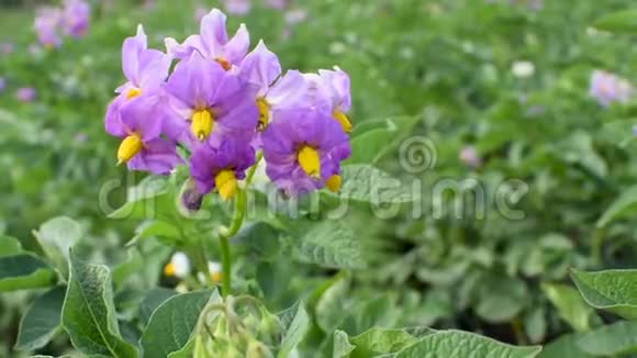 土豆的紫罗兰花视频的预览图