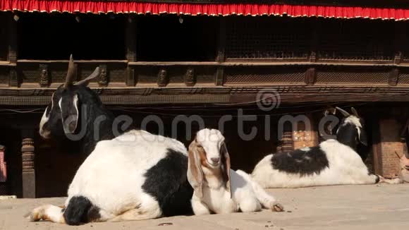 在加德满都的巴克塔普尔休息山羊地震后东方古城的日常生活躺在街上的动物视频的预览图