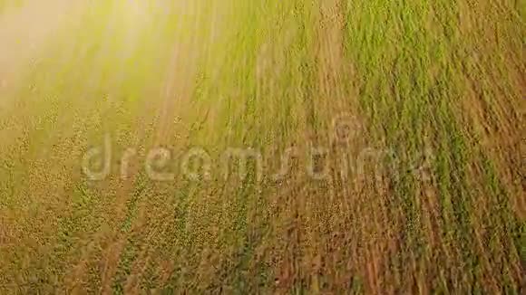 有小麦芽的田野春天空中景观视频的预览图