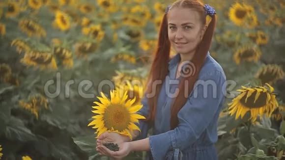 年轻漂亮的女农民红头发手里拿着葵花籽站在田野里向日葵盛开视频的预览图