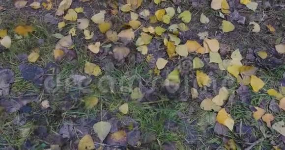 在秋色的树叶上飞来飞去视频的预览图