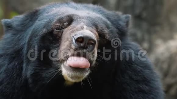 亚洲黑熊困了视频的预览图