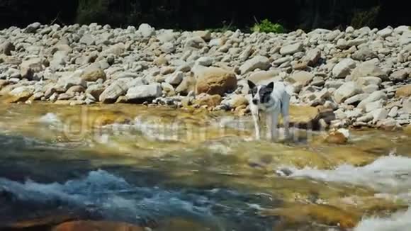 一只无助的狗站在水里害怕过河视频的预览图