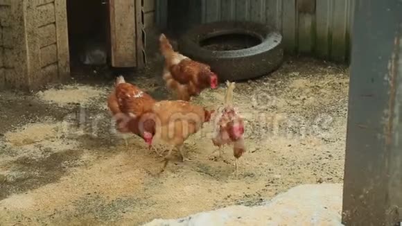 在深秋的一个村庄里公鸡和母鸡都聚集在一起视频的预览图