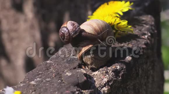 蒲公英附近的两只蜗牛视频的预览图
