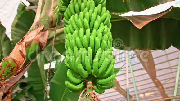 香蕉种植园有巨大绿叶的香蕉树一串绿色生长的香蕉有机食品的概念视频的预览图