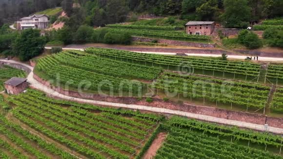 鸟瞰葡萄田在意大利北部山区的葡萄园飞翔夏日山区生产概念视频的预览图