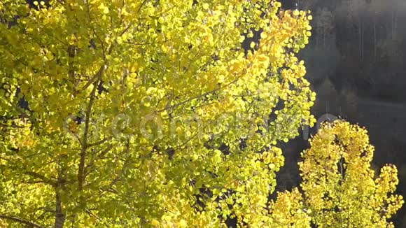 金杨叶落在树枝上在明亮的秋日秋天的颜色在森林里山地景观黄色和金色的叶子视频的预览图