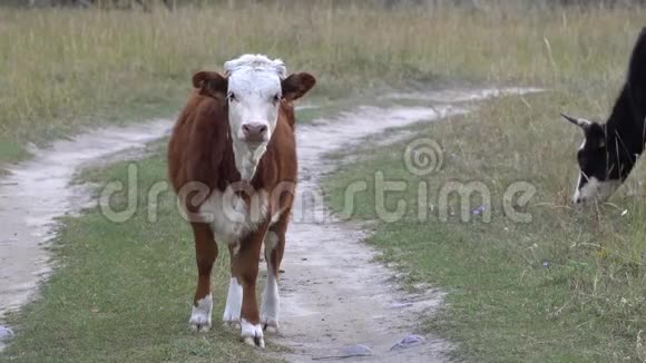 秋天的一天年轻的棕色和白色的公牛站在河边看着相机视频的预览图