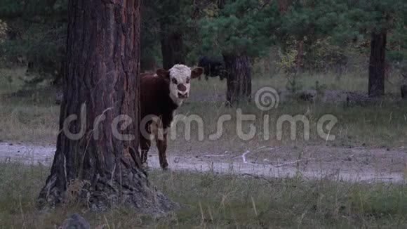 年轻的棕色和白色公牛躲在树后面在森林附近走开视频的预览图
