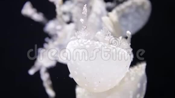 一个水母游泳特写镜头黑海的福纳奥雷利亚月亮果冻月亮水母视频的预览图