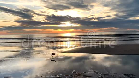 日出在热带岛屿上白鹭在海滩上视频的预览图