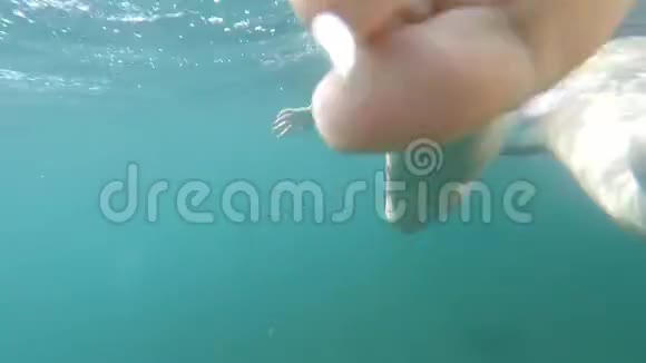 水下妇女在海水中游泳的景色长腿后景视频的预览图