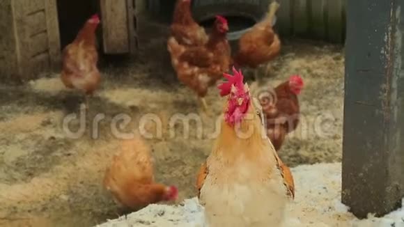 在深秋的一个村庄里公鸡和母鸡都聚集在一起视频的预览图