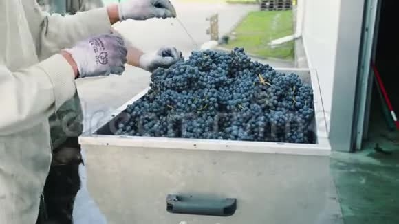 将成熟的葡萄倒入研磨机中视频的预览图