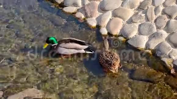 在一个阳光明媚的日子里两只鸭子雄性和雌性在公园的一个频道里游泳和潜水视频的预览图