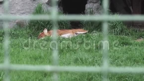红狐狸躺在绿草上视频的预览图