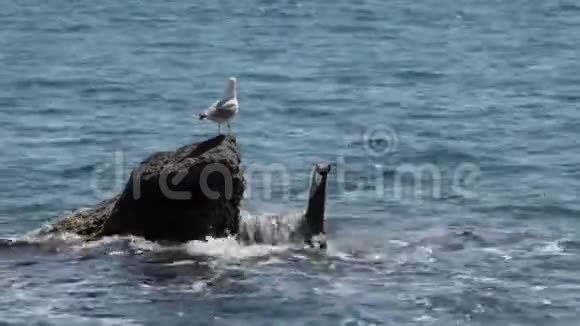 一只海鸥坐在海边的石头上视频的预览图