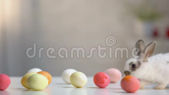 复活节快乐铭文桌上有彩蛋的毛茸茸的小兔子贺卡视频的预览图