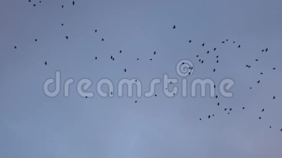 天空中的一大群鸟视频的预览图