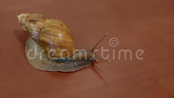 一只阿哈蒂娜蜗牛视频的预览图