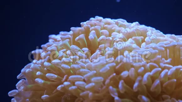 欧菲利亚大型多聚石珊瑚视频的预览图