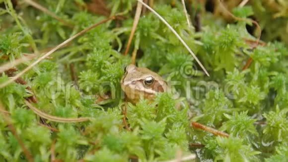 棕色青蛙坐在绿苔上埋伏这是一只春天的青蛙视频的预览图