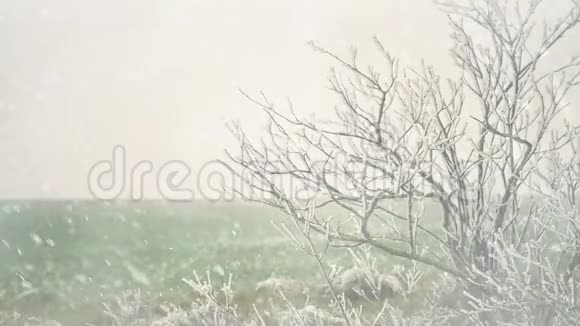农场里长满了霜的灌木丛视频的预览图