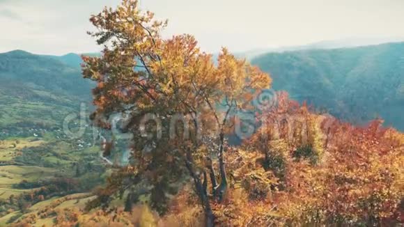 山顶上有一棵棕色的树在蓝河的画报镇上视频的预览图