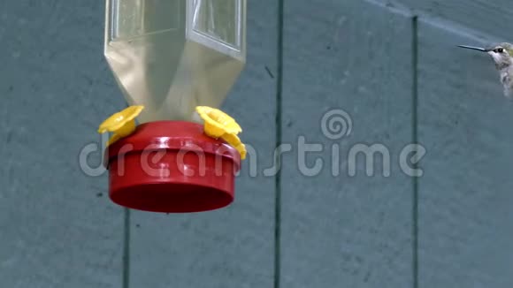 蜂鸟在悬挂式喂食器上反复进食有清晰的嘴视频的预览图