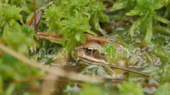 棕色青蛙坐在绿苔上埋伏这是一只春天的青蛙视频的预览图