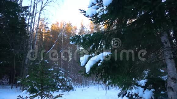 雪落在杉树的树枝上缓慢的运动视频的预览图