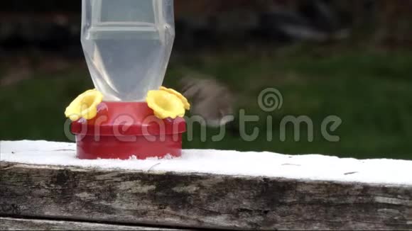 雪天蜂鸟在喂食器外进食视频的预览图