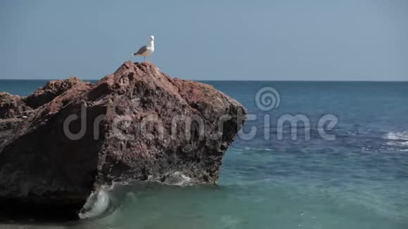 一只海鸥坐在海边的石头上视频的预览图