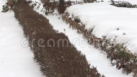 树枝上的雪白雪覆盖的树木美丽的冬季景观树在雪地里视频的预览图