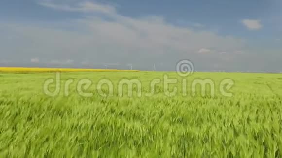 从绿色麦田飞到霍里森的风力涡轮机吹绿了穗视频的预览图