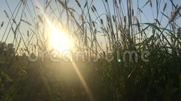 收割后的麦田一口麦子收获概念夕阳下的金色麦田视频的预览图