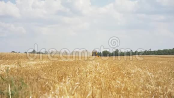 以农村为背景晴天联合收割机采熟小麦的自然景观收获视频的预览图