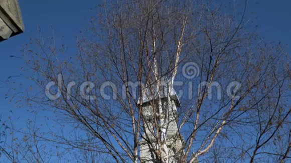 蓝天背景上的无叶桦树和教堂穹顶视频的预览图