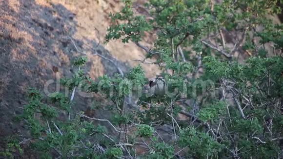 啄木鸟在树上吃水果视频的预览图