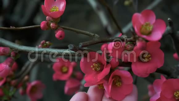 粉红的花朵在枝上绽放梅花手指触摸花朵视频的预览图