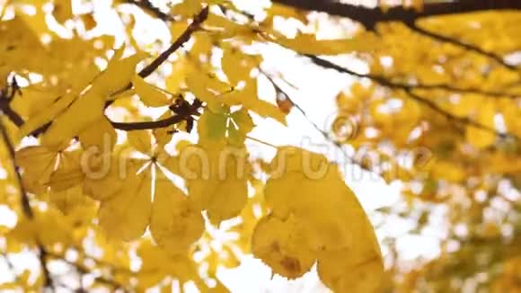 秋天的天空下树枝上的黄栗叶在风中摇曳视频的预览图