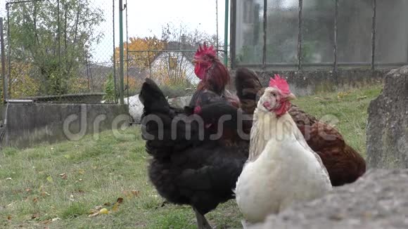 院子里的母鸡视频的预览图
