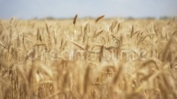 麦田金色的麦穗在地上草甸麦田成熟穗的背景丰收理念视频的预览图
